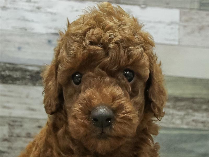 愛知県のトイプードル(トイ) (ワンラブ名古屋守山インター総本店/2025年12月28日生まれ/女の子/レッド)の子犬の1枚目の画像