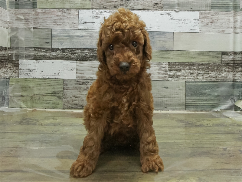 愛知県のトイプードル(トイ) (ワンラブ名古屋守山インター総本店/2025年12月28日生まれ/女の子/レッド)の子犬の3枚目の画像