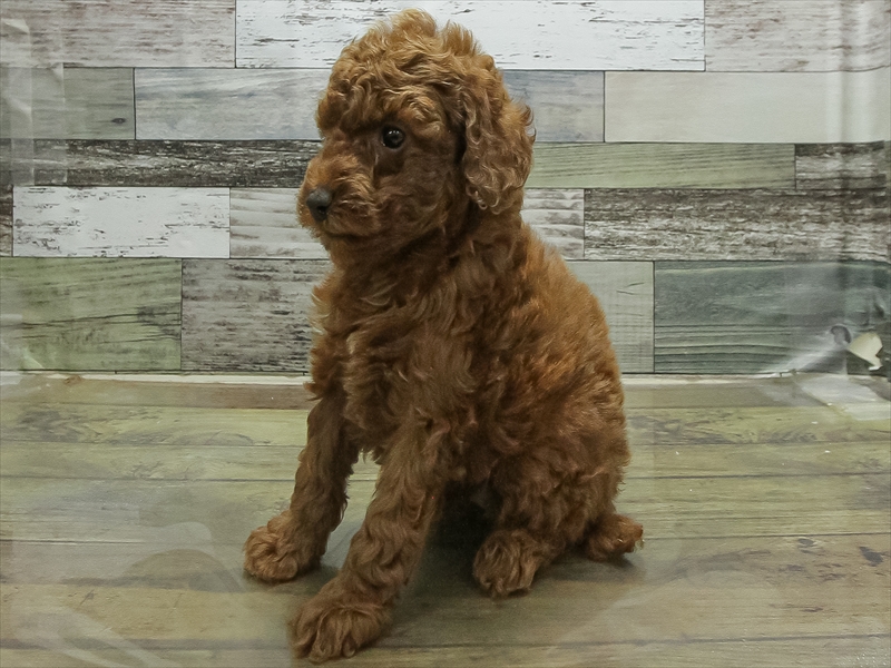 愛知県のトイプードル(トイ) (ワンラブ名古屋守山インター総本店/2025年12月28日生まれ/女の子/レッド)の子犬の2枚目の画像