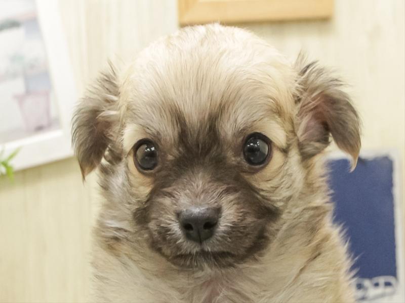 愛知県のチワワ(ロング) (ワンラブ名古屋守山インター総本店/2025年12月27日生まれ/男の子/フォーン)の子犬の1枚目の画像