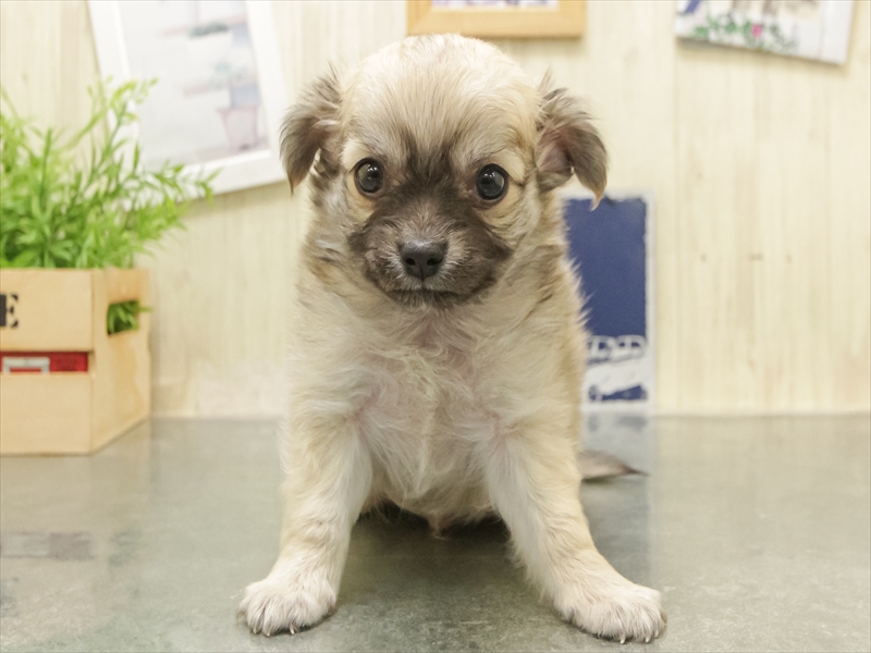 愛知県のチワワ(ロング) (ワンラブ名古屋守山インター総本店/2025年12月27日生まれ/男の子/フォーン)の子犬の3枚目の画像