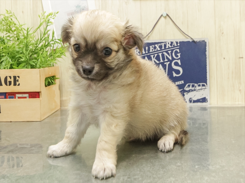 愛知県のチワワ(ロング) (ワンラブ名古屋守山インター総本店/2025年12月27日生まれ/男の子/フォーン)の子犬の2枚目の画像