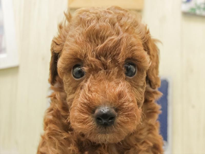 愛知県のトイプードル(トイ) (ワンラブ名古屋守山インター総本店/2025年12月26日生まれ/男の子/レッド)の子犬の1枚目の画像