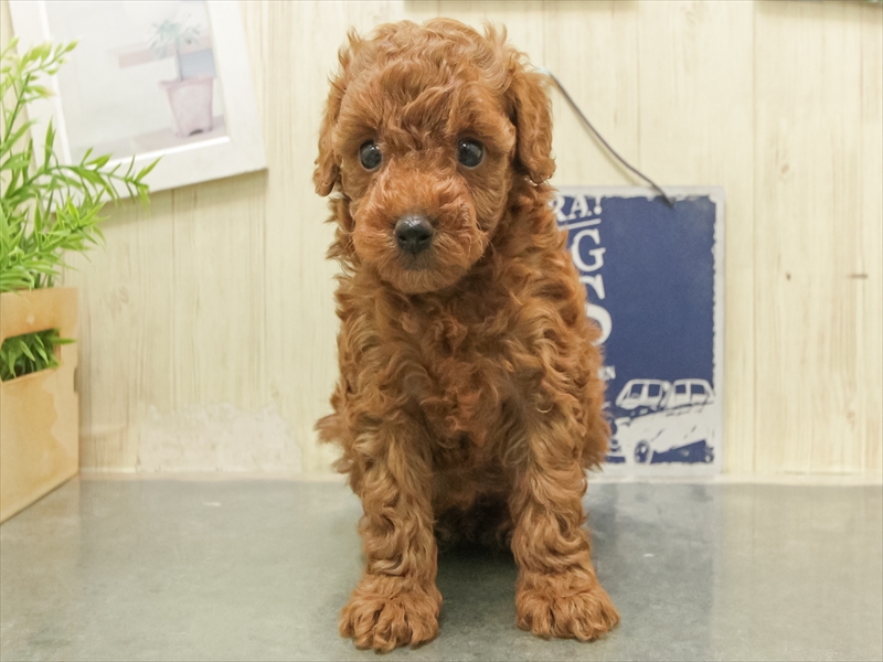 愛知県のトイプードル(トイ) (ワンラブ名古屋守山インター総本店/2025年12月26日生まれ/男の子/レッド)の子犬の3枚目の画像