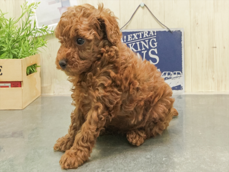 愛知県のトイプードル(トイ) (ワンラブ名古屋守山インター総本店/2025年12月26日生まれ/男の子/レッド)の子犬の2枚目の画像