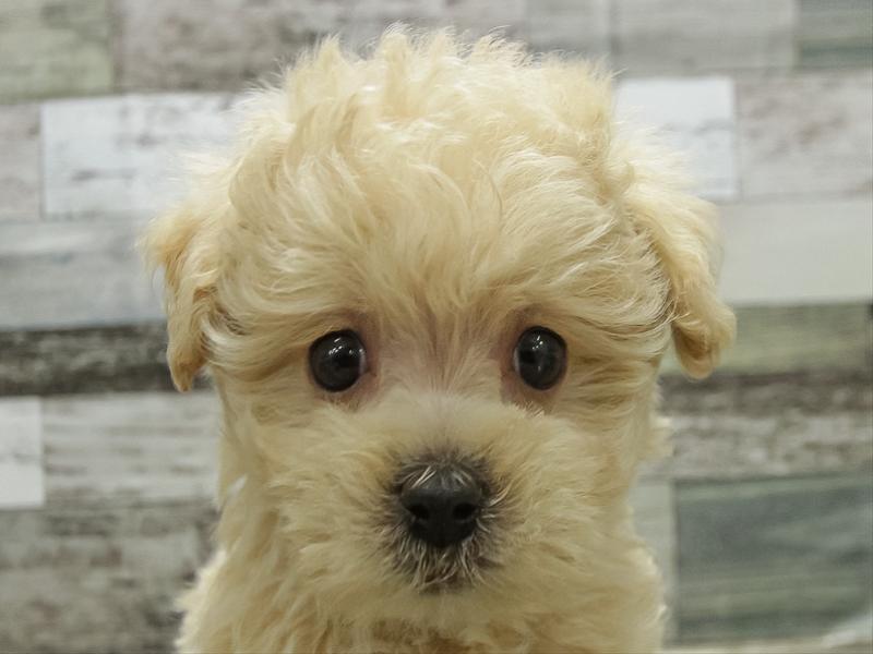 愛知県のマルプー(マルチーズ×プードル) (ワンラブ名古屋守山インター総本店/2025年12月26日生まれ/男の子/クリーム)の子犬の1枚目の画像