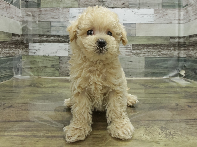愛知県のマルプー(マルチーズ×プードル) (ワンラブ名古屋守山インター総本店/2025年12月26日生まれ/男の子/クリーム)の子犬の3枚目の画像