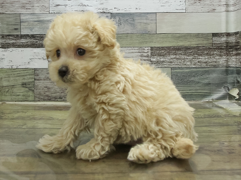 愛知県のマルプー(マルチーズ×プードル) (ワンラブ名古屋守山インター総本店/2025年12月26日生まれ/男の子/クリーム)の子犬の2枚目の画像