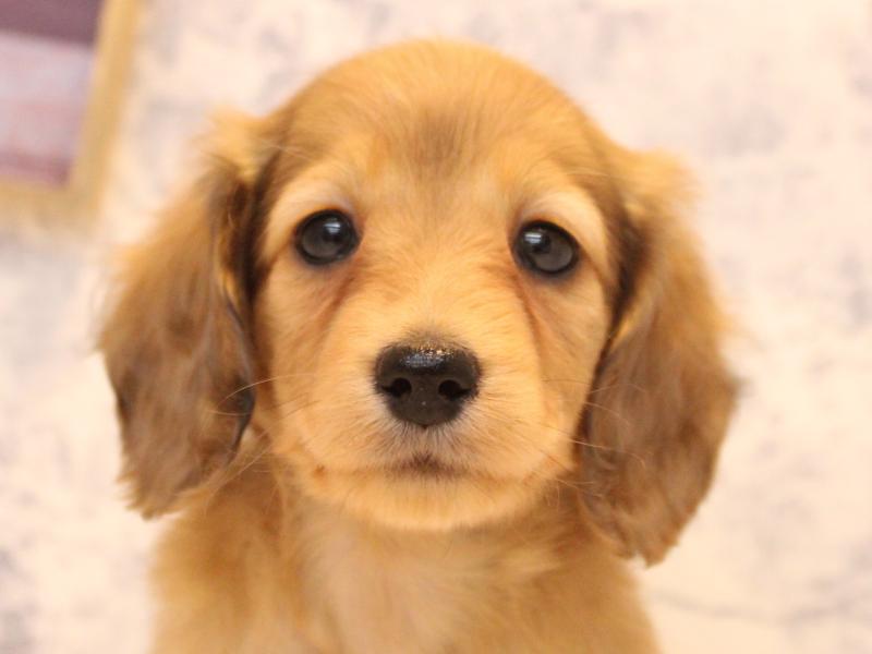 埼玉県のカニンヘンダックスフンド(ロング) (ワンラブ埼玉寄居店/2025年12月28日生まれ/女の子/レッド)の子犬の1枚目の画像