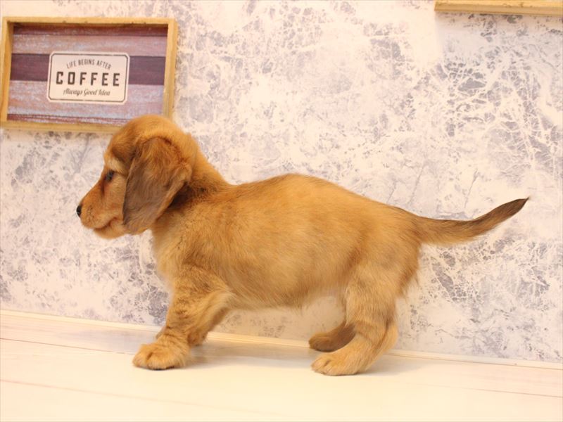 埼玉県のカニンヘンダックスフンド(ロング) (ワンラブ埼玉寄居店/2025年12月28日生まれ/女の子/レッド)の子犬の3枚目の画像