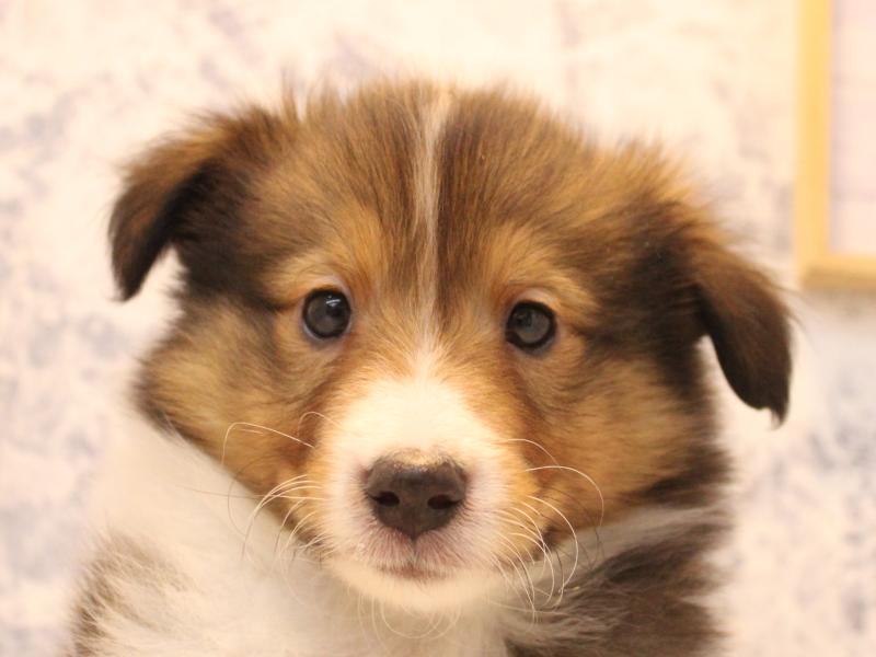 埼玉県のシェットランドシープドッグ (ワンラブ埼玉寄居店/2025年12月29日生まれ/男の子/セーブルホワイト)の子犬の1枚目の画像