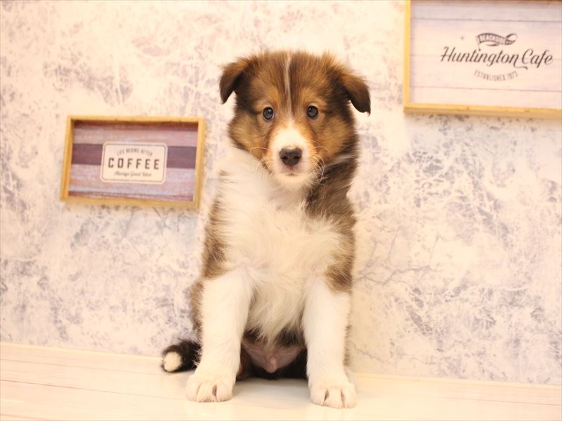 埼玉県のシェットランドシープドッグ (ワンラブ埼玉寄居店/2025年12月29日生まれ/男の子/セーブルホワイト)の子犬の2枚目の画像