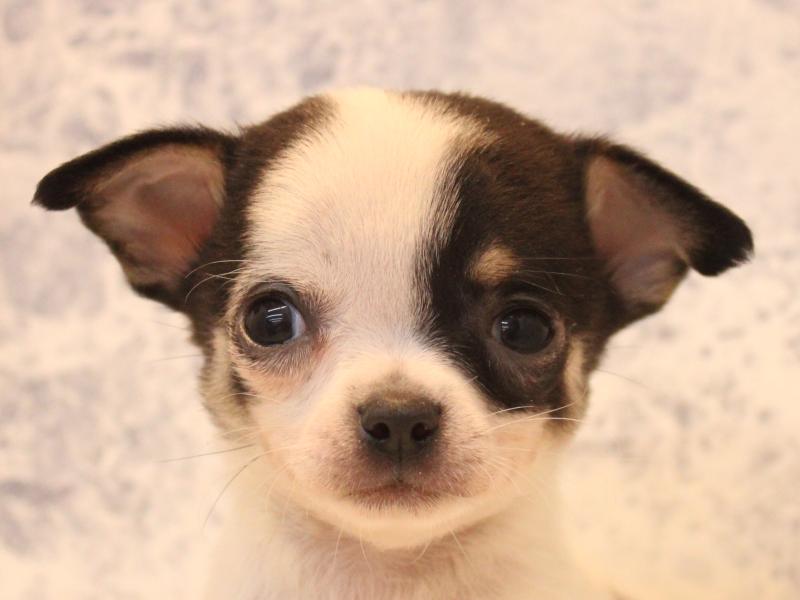 愛知県のチワワ(ロング) (ワンラブ名古屋守山インター総本店/2025年12月29日生まれ/男の子/ホワイトブラックタン)の子犬の1枚目の画像