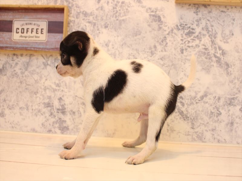 愛知県のチワワ(ロング) (ワンラブ名古屋守山インター総本店/2025年12月29日生まれ/男の子/ホワイトブラックタン)の子犬の3枚目の画像