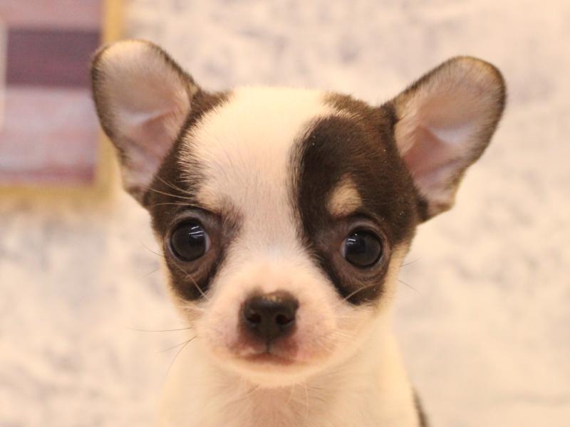 埼玉県のチワワ(ロング) (ワンラブ埼玉寄居店/2025年12月29日生まれ/女の子/ホワイトブラックタン)の子犬の1枚目の画像