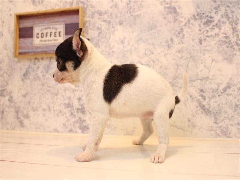 埼玉県のチワワ(ロング) (ワンラブ埼玉寄居店/2025年12月29日生まれ/女の子/ホワイトブラックタン)の子犬の3枚目の画像