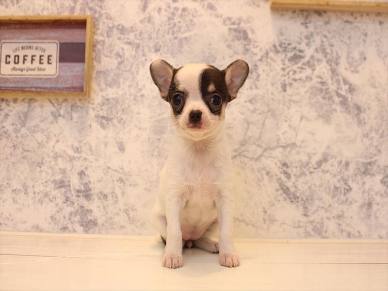 埼玉県のチワワ(ロング) (ワンラブ埼玉寄居店/2025年12月29日生まれ/女の子/ホワイトブラックタン)の子犬の2枚目の画像