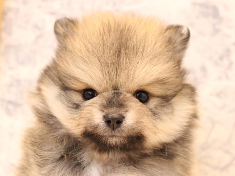 東京都のポメラニアン (ワンラブ有明ガーデン東京本店/2025年12月28日生まれ/男の子/クリームセーブル)の子犬の1枚目の画像