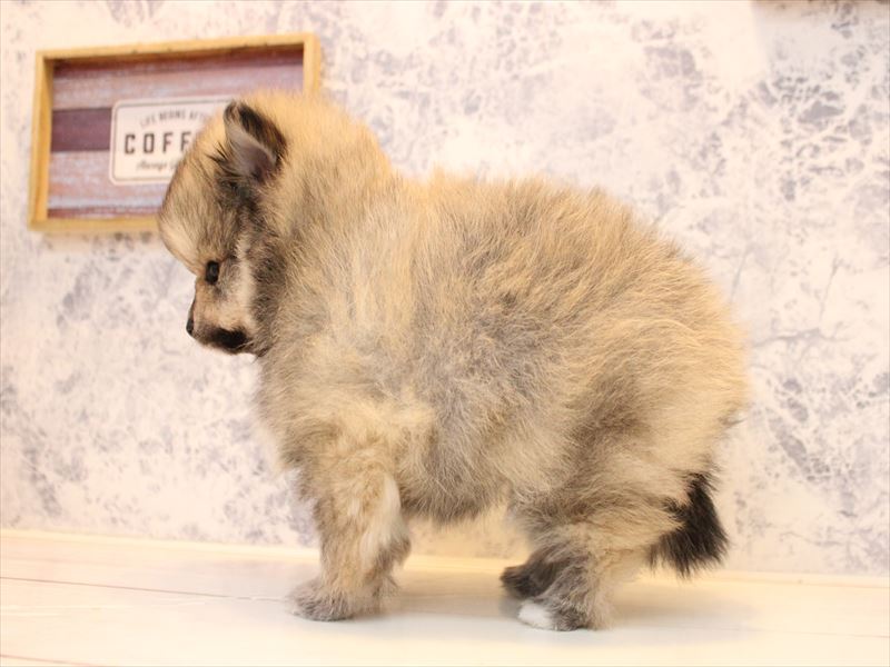 東京都のポメラニアン (ワンラブ有明ガーデン東京本店/2025年12月28日生まれ/男の子/クリームセーブル)の子犬の3枚目の画像