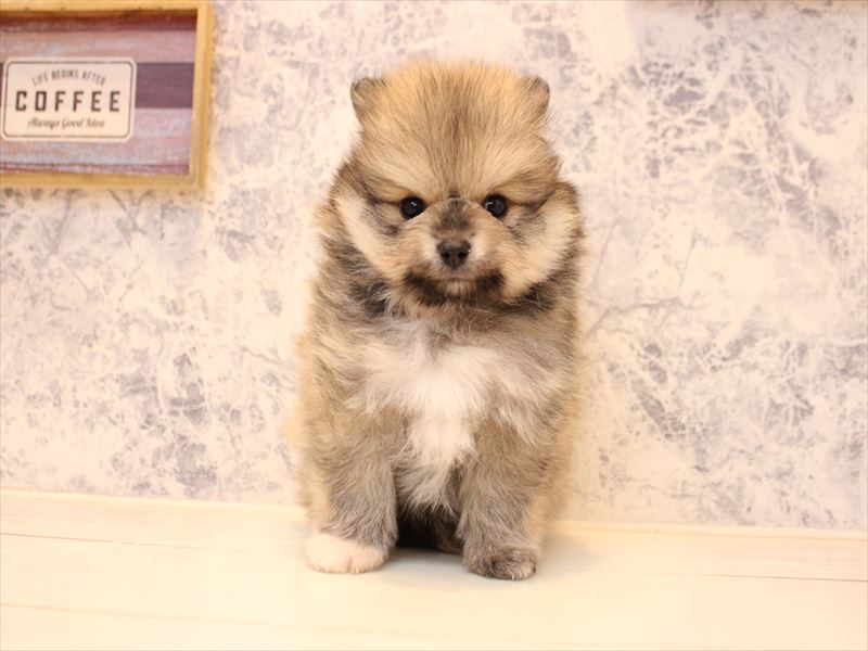 東京都のポメラニアン (ワンラブ有明ガーデン東京本店/2025年12月28日生まれ/男の子/クリームセーブル)の子犬の2枚目の画像
