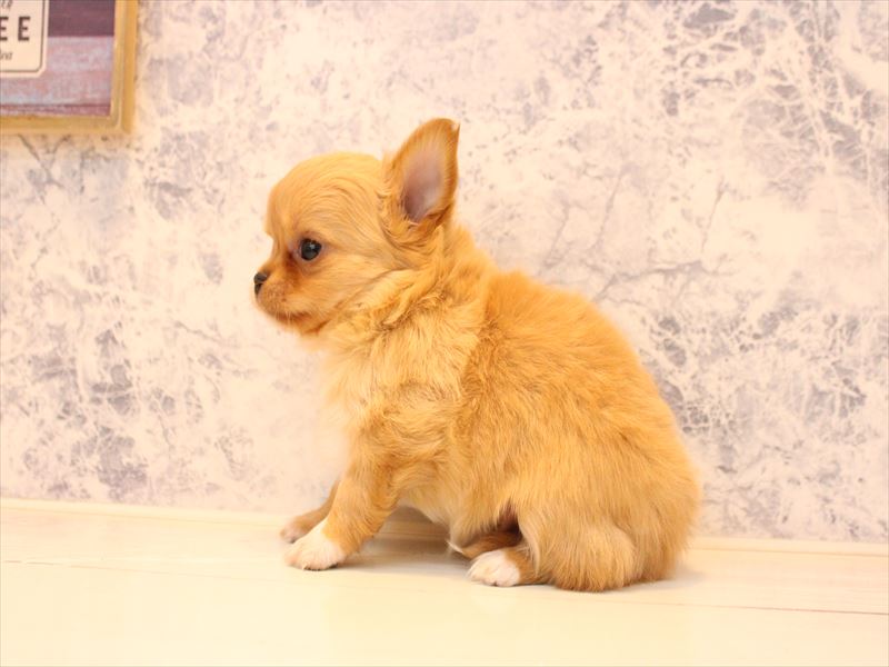 埼玉県のチワワ(ロング) (ワンラブ埼玉寄居店/2025年12月28日生まれ/男の子/アイボリー)の子犬の3枚目の画像