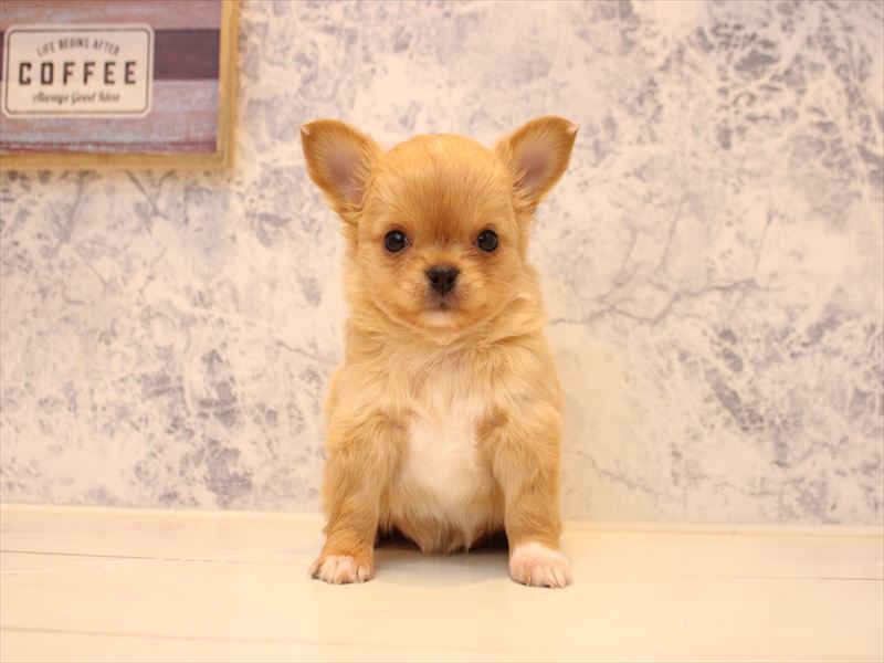 埼玉県のチワワ(ロング) (ワンラブ埼玉寄居店/2025年12月28日生まれ/男の子/アイボリー)の子犬の2枚目の画像