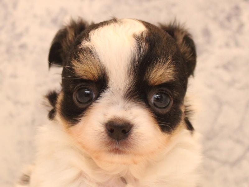 愛知県のチワワ(ロング) (ワンラブ名古屋守山インター総本店/2025年12月28日生まれ/男の子/ブラックタンホワイト)の子犬の1枚目の画像