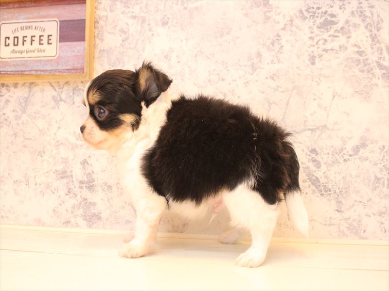 愛知県のチワワ(ロング) (ワンラブ名古屋守山インター総本店/2025年12月28日生まれ/男の子/ブラックタンホワイト)の子犬の3枚目の画像