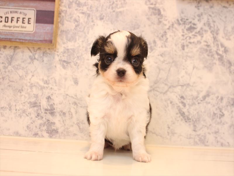 愛知県のチワワ(ロング) (ワンラブ名古屋守山インター総本店/2025年12月28日生まれ/男の子/ブラックタンホワイト)の子犬の2枚目の画像