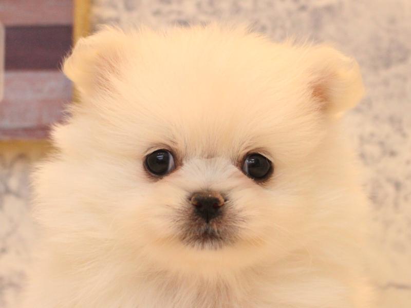 愛知県のペキポメ/ポメペキ(ペキニーズ×ポメラニアン) (ワンラブ名古屋守山インター総本店/2025年12月28日生まれ/男の子/クリーム)の子犬の1枚目の画像