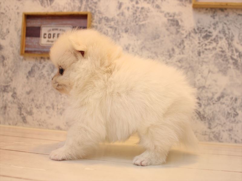 愛知県のペキポメ/ポメペキ(ペキニーズ×ポメラニアン) (ワンラブ名古屋守山インター総本店/2025年12月28日生まれ/男の子/クリーム)の子犬の3枚目の画像