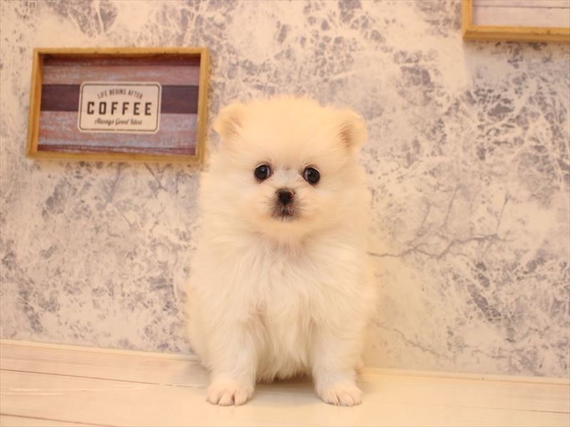 愛知県のペキポメ/ポメペキ(ペキニーズ×ポメラニアン) (ワンラブ名古屋守山インター総本店/2025年12月28日生まれ/男の子/クリーム)の子犬の2枚目の画像