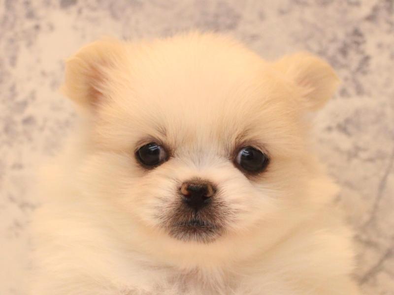 愛知県のペキポメ/ポメペキ(ペキニーズ×ポメラニアン) (ワンラブ名古屋守山インター総本店/2025年12月28日生まれ/女の子/ホワイトクリーム)の子犬の1枚目の画像