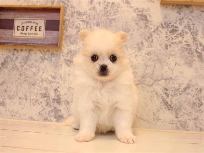 愛知県のペキポメ/ポメペキ(ペキニーズ×ポメラニアン) (ワンラブ名古屋守山インター総本店/2025年12月28日生まれ/女の子/ホワイトクリーム)の子犬の2枚目の画像