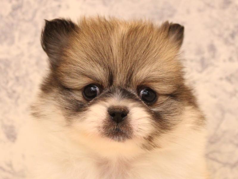 愛知県のペキポメ/ポメペキ(ペキニーズ×ポメラニアン) (ワンラブ名古屋守山インター総本店/2025年12月28日生まれ/女の子/パーティーカラー)の子犬の1枚目の画像