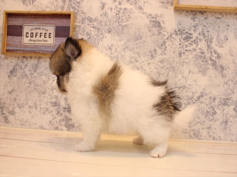 愛知県のペキポメ/ポメペキ(ペキニーズ×ポメラニアン) (ワンラブ名古屋守山インター総本店/2025年12月28日生まれ/女の子/パーティーカラー)の子犬の3枚目の画像