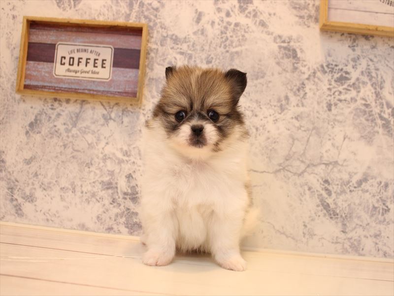 愛知県のペキポメ/ポメペキ(ペキニーズ×ポメラニアン) (ワンラブ名古屋守山インター総本店/2025年12月28日生まれ/女の子/パーティーカラー)の子犬の2枚目の画像