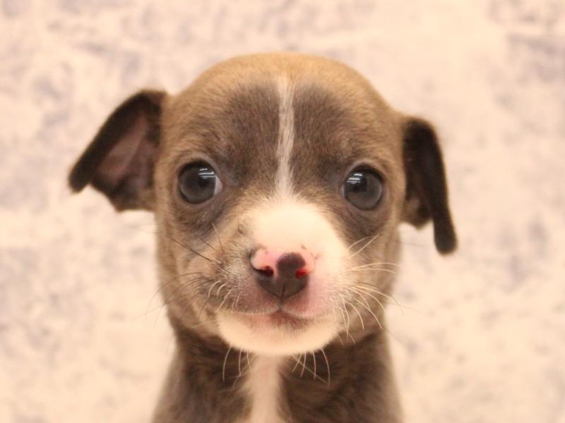 神奈川県のハーフ犬・ミックス犬 (ワンラブカインズ三浦店/2025年12月29日生まれ/男の子/ブルーホワイト)の子犬の1枚目の画像