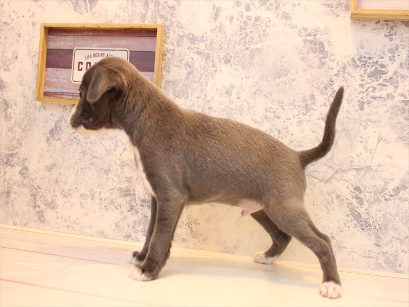 神奈川県のハーフ犬・ミックス犬 (ワンラブカインズ三浦店/2025年12月29日生まれ/男の子/ブルーホワイト)の子犬の3枚目の画像