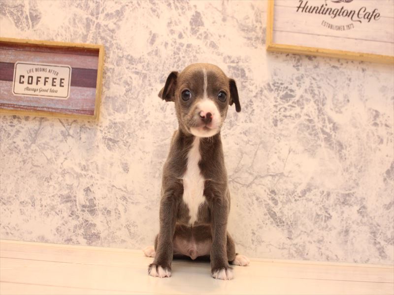 神奈川県のハーフ犬・ミックス犬 (ワンラブカインズ三浦店/2025年12月29日生まれ/男の子/ブルーホワイト)の子犬の2枚目の画像