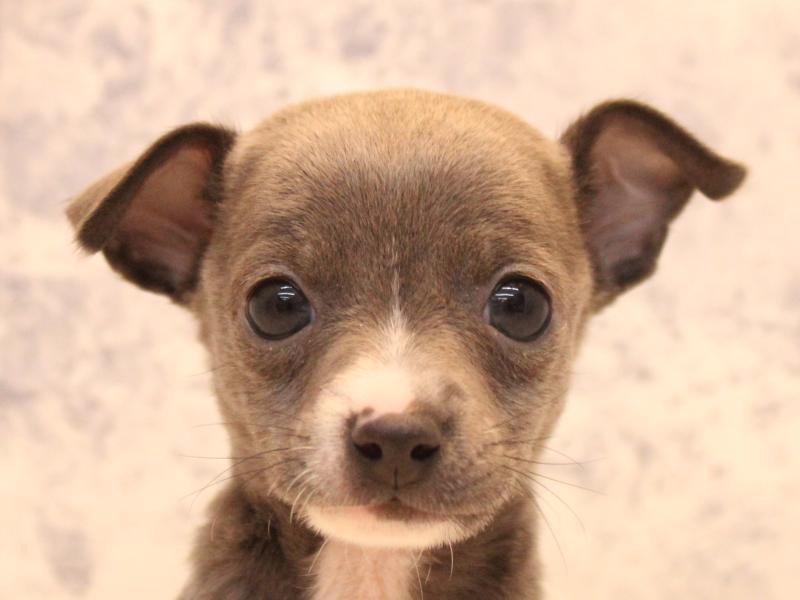 栃木県のハーフ犬・ミックス犬 (ワンラブベルモール宇都宮店/2025年12月29日生まれ/男の子/ブルーホワイト)の子犬の1枚目の画像