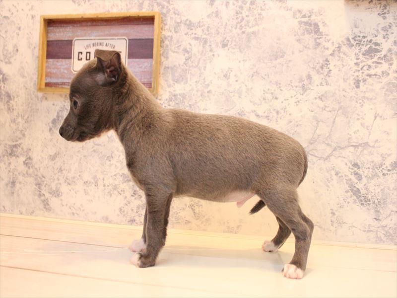 栃木県のハーフ犬・ミックス犬 (ワンラブベルモール宇都宮店/2025年12月29日生まれ/男の子/ブルーホワイト)の子犬の3枚目の画像