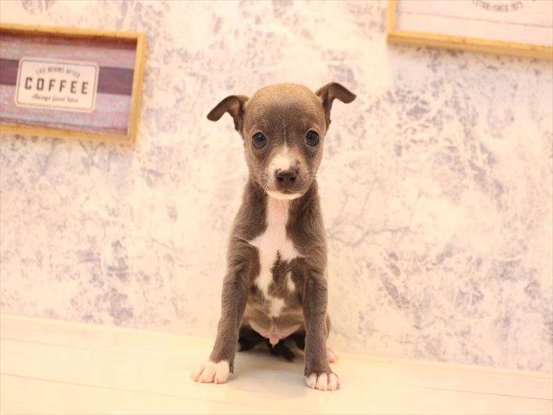 栃木県のハーフ犬・ミックス犬 (ワンラブベルモール宇都宮店/2025年12月29日生まれ/男の子/ブルーホワイト)の子犬の2枚目の画像