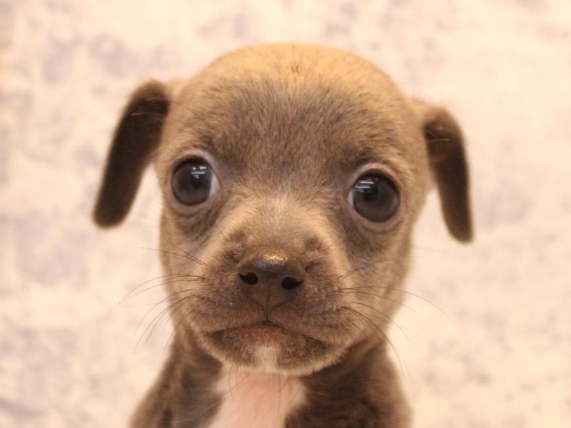 埼玉県のハーフ犬・ミックス犬 (ワンラブ西武所沢ワルツ店/2025年12月29日生まれ/男の子/ブルーホワイト)の子犬の1枚目の画像