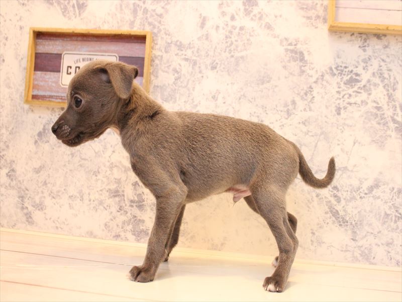 埼玉県のハーフ犬・ミックス犬 (ワンラブ西武所沢ワルツ店/2025年12月29日生まれ/男の子/ブルーホワイト)の子犬の3枚目の画像