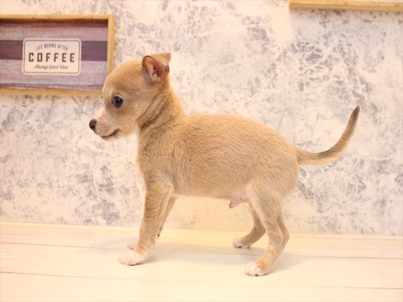 埼玉県のハーフ犬・ミックス犬 (ワンラブ埼玉寄居店/2025年12月29日生まれ/男の子/ブルーフォーンホワイト)の子犬の3枚目の画像