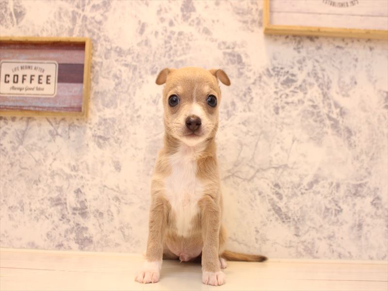 埼玉県のハーフ犬・ミックス犬 (ワンラブ埼玉寄居店/2025年12月29日生まれ/男の子/ブルーフォーンホワイト)の子犬の2枚目の画像