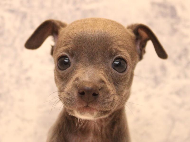 埼玉県のハーフ犬・ミックス犬 (ワンラブ埼玉寄居店/2025年12月29日生まれ/女の子/ブルーホワイト)の子犬の1枚目の画像