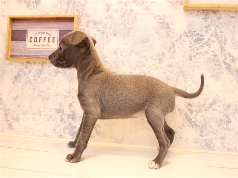 埼玉県のハーフ犬・ミックス犬 (ワンラブ埼玉寄居店/2025年12月29日生まれ/女の子/ブルーホワイト)の子犬の3枚目の画像