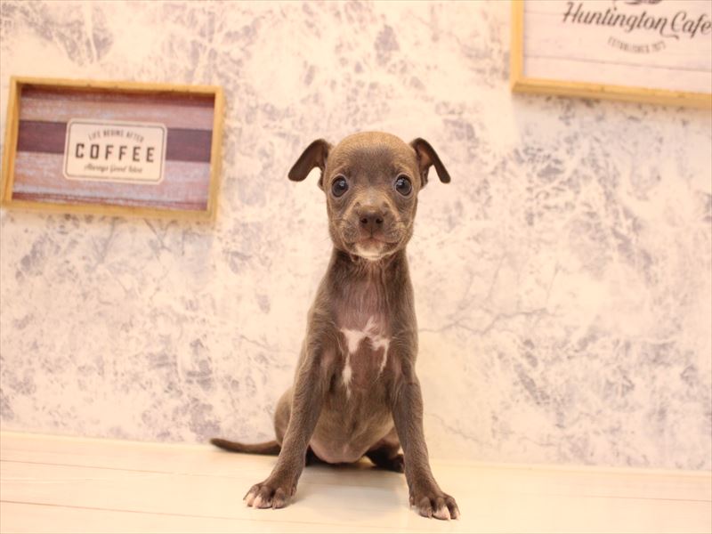 埼玉県のハーフ犬・ミックス犬 (ワンラブ埼玉寄居店/2025年12月29日生まれ/女の子/ブルーホワイト)の子犬の2枚目の画像